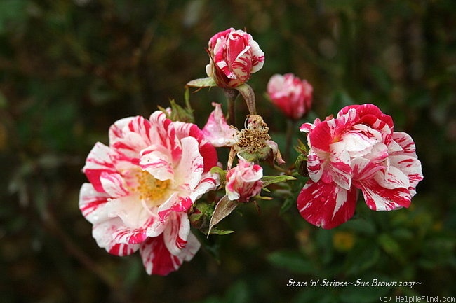 'Stars 'n' Stripes' rose photo