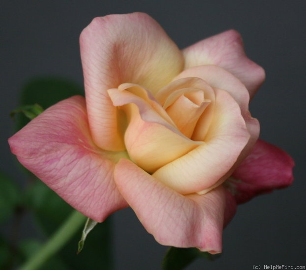 'Rosette Delizy' rose photo
