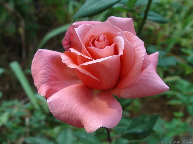 'Blessings' rose photo
