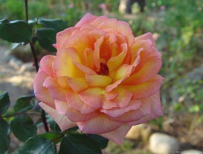 'Glowing Peace' rose photo