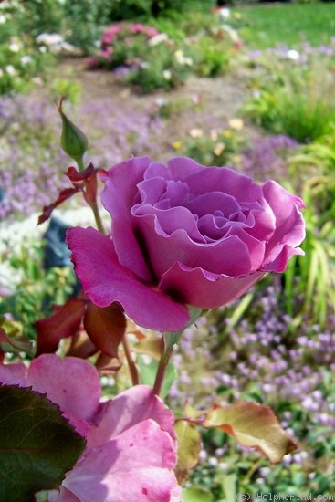 'Angel Face (floribunda, Swim & Weeks 1968)' rose photo