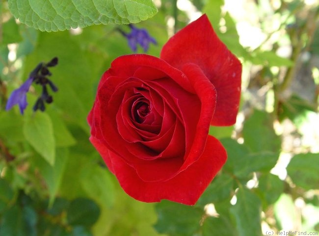 'Camara ®' rose photo