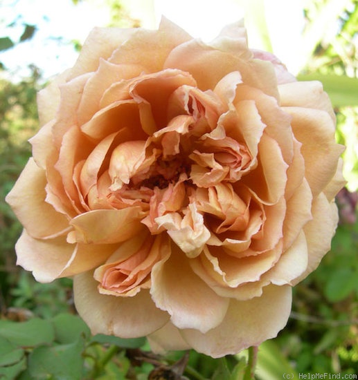'Café (Floribunda, Kordes,1956)' rose photo