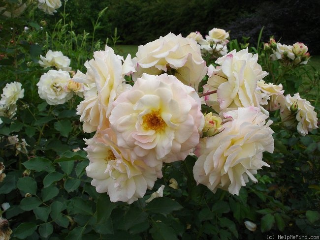 'Galaxy (floribunda, Meilland 1995)' rose photo