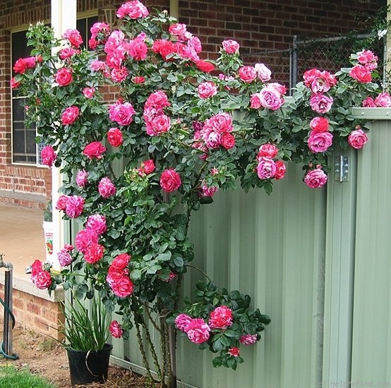 'Henri Matisse ®' rose photo