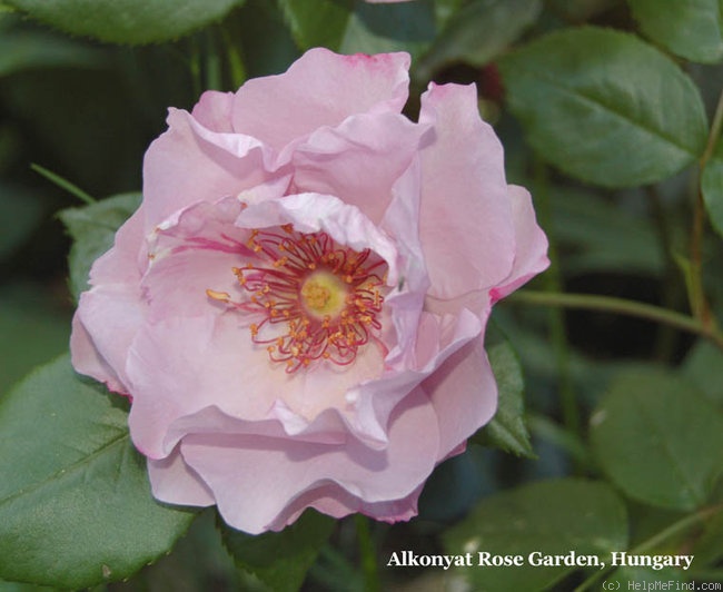 'Odyssey (floribunda, Cowlishaw, 2001)' rose photo