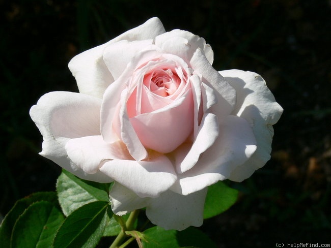 'André le Nôtre ®' rose photo