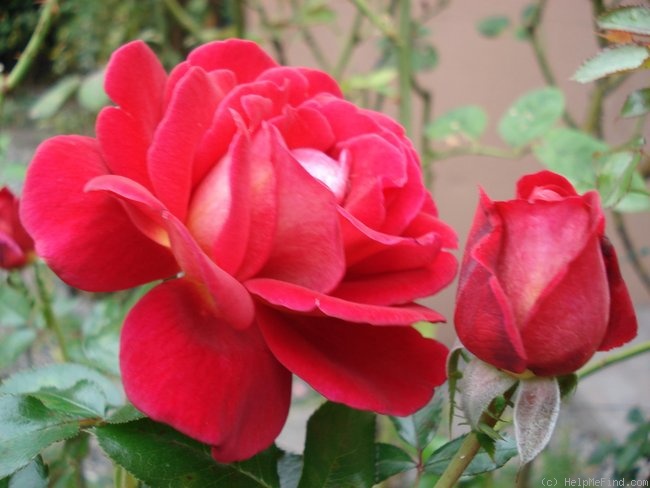 'Macha Méril ®' rose photo