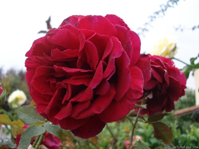'Velours Parfume ®' rose photo