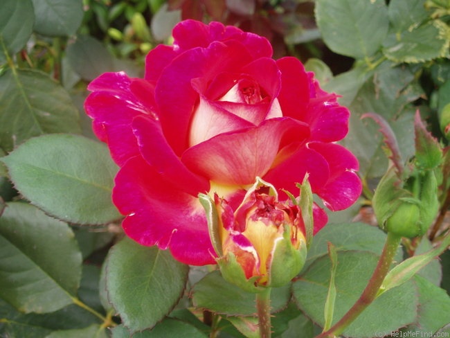 'Fiona's Wish' rose photo