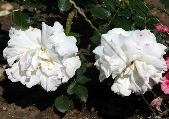 'Kosmos ® Fairy Tale (floribunda, Kordes, 2006)' rose photo