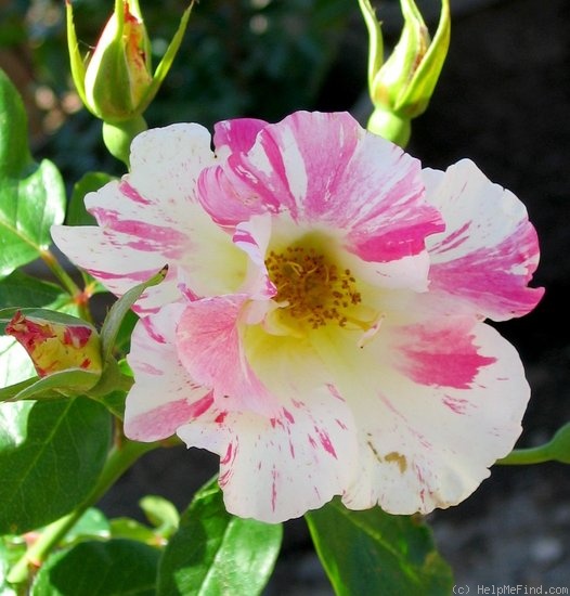 'Soaring Spirits ™' rose photo