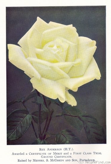 'Rex Anderson' rose photo