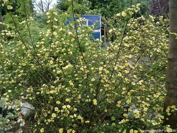 '<i>Rosa hugonis</i> Hemsl. synonym' rose photo