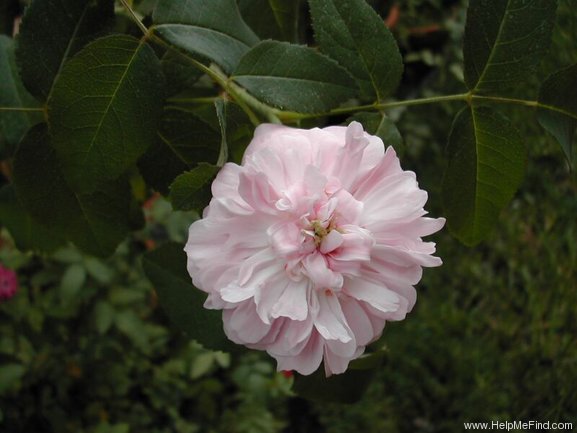 'Marchesa Boccella' rose photo