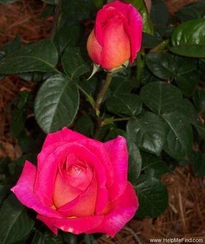 'Chicago Peace' rose photo