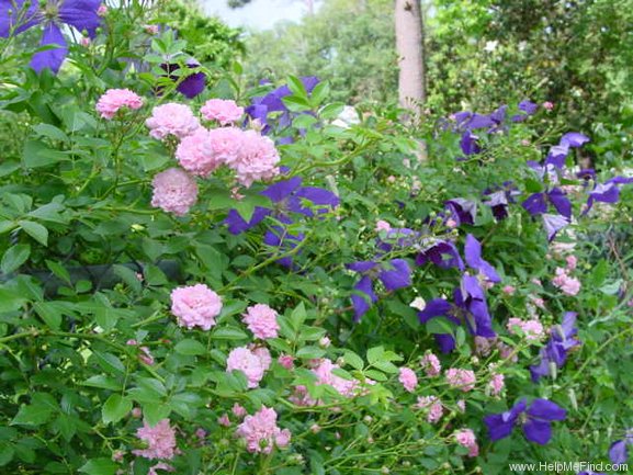 'Lady Carolina' rose photo