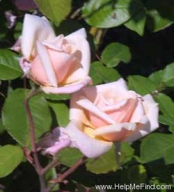 'Safrano (Tea, Beauregard, 1837)' rose photo