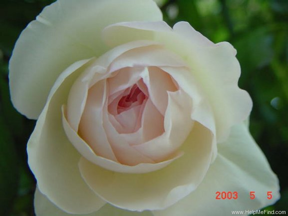 'Pierre de Ronsard ®' rose photo
