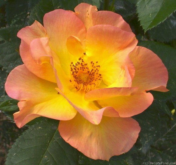 'Morden Sunrise (Shrub, Collicutt, 1991)' rose photo