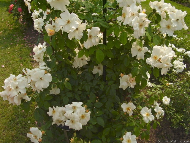 'Sally Holmes (Hybrid Musk, Holmes 1976)' rose photo