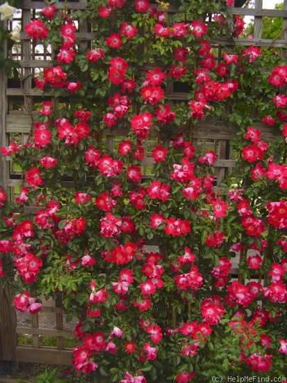 'Dortmund' rose photo