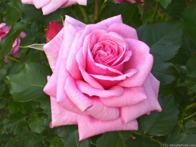 'Aloha (cl. hybrid tea, Boerner before 1949)' rose photo