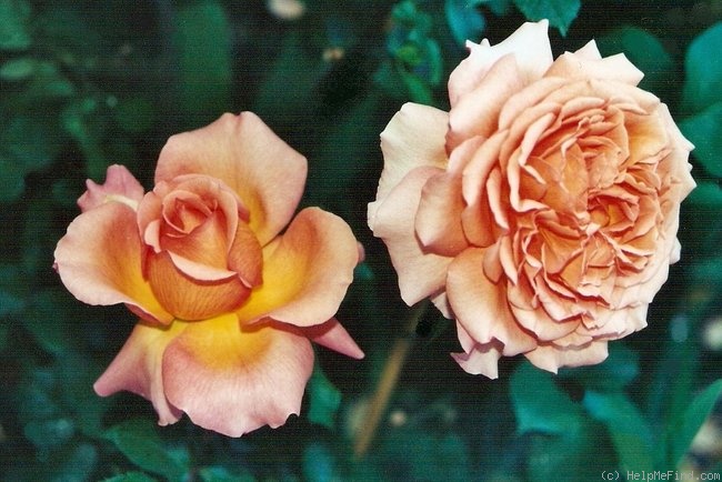 'Beryl Joyce' rose photo