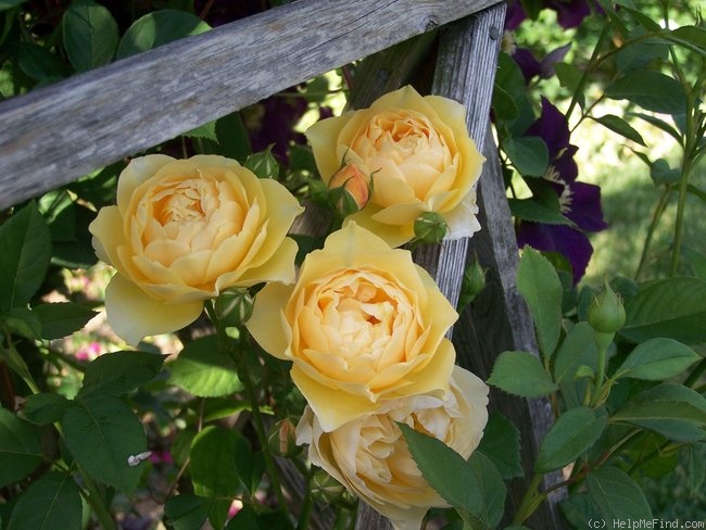'Graham Thomas' rose photo