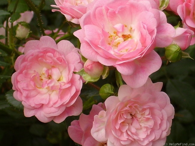 'The Fairy' rose photo