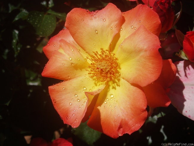'Playboy ®' rose photo