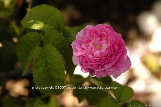 'Bacchante' rose photo