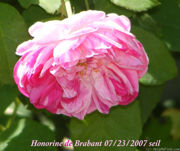 'Honorine de Brabant (Bourbon, Tanne, 1916)' rose photo