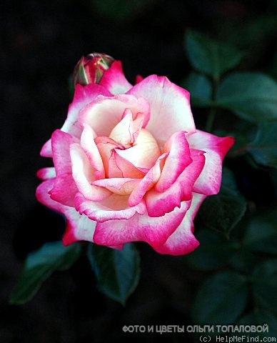 'Jubilé du Prince de Monaco ®' rose photo