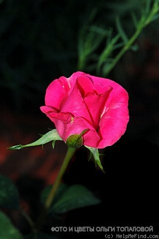 'Belle Epoque (hybrid tea, Lens 1962)' rose photo