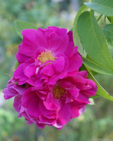 'John Cabot' rose photo