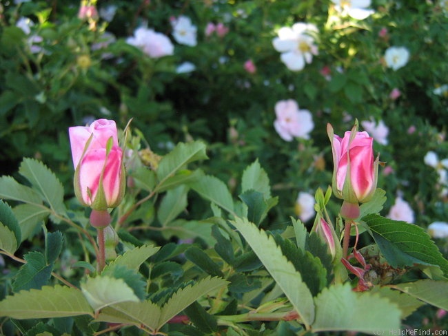 'Gay Centennial' rose photo