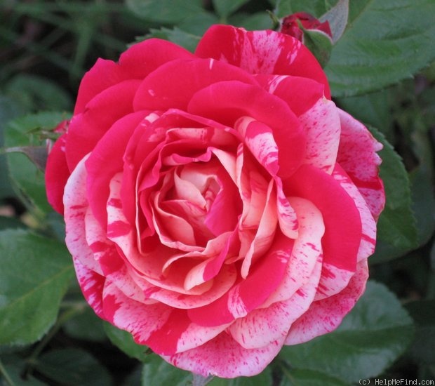 'Ferdinand Pichard' rose photo