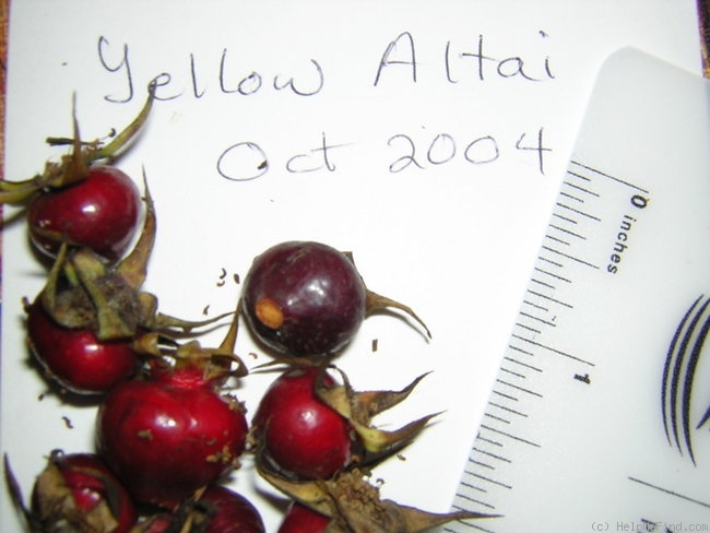 'Yellow Altai' rose photo