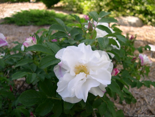 'Reta Bugnet' rose photo