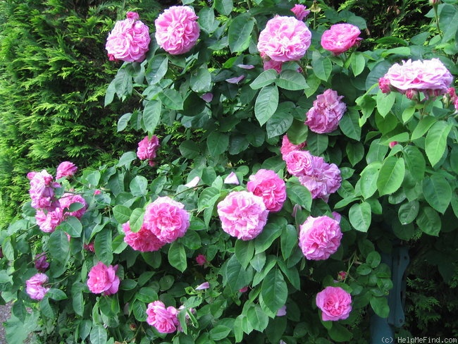 'Baronne Prévost (Hybrid Perpetual, Desprez, 1841)' rose photo