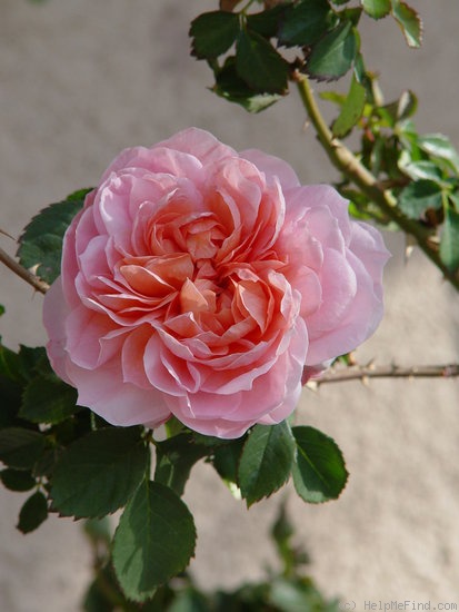 'Colette ® (hybrid tea, Meilland 1994)' rose photo