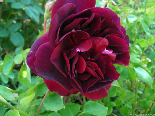 'Sénégal (Cl. Hybrid Tea, Mallerin, 1944)' rose photo