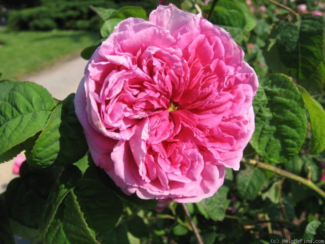 'Reine des Amateurs (gallica, Hébert, pre 1830)' rose photo