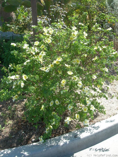 '<i>Rosa xanthina</i> f. <i>normalis</i> Rehder & E.H. Wilson' rose photo