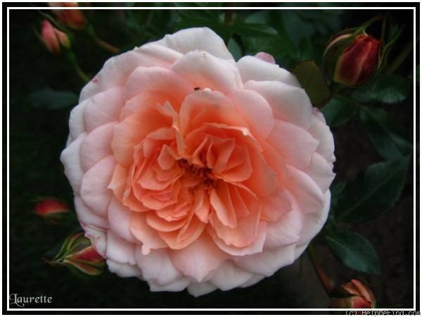 'Schloss Eutin ® Fairy Tale' rose photo