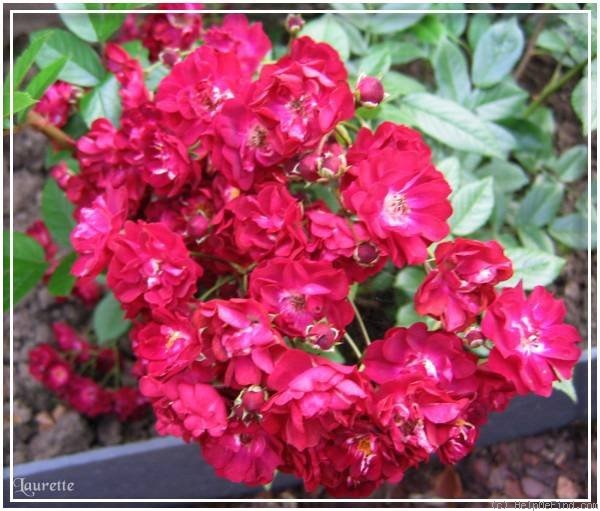 'Ilmenau' rose photo