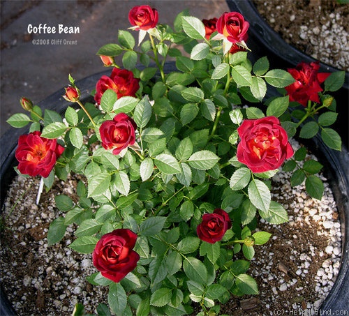 'Coffee Bean ™' rose photo