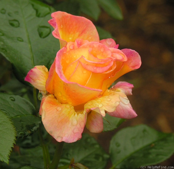 'Sheila's Perfume (Floribunda, Sheridan before 1979)' rose photo