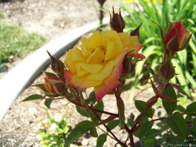 'Rainbow's End ™' rose photo